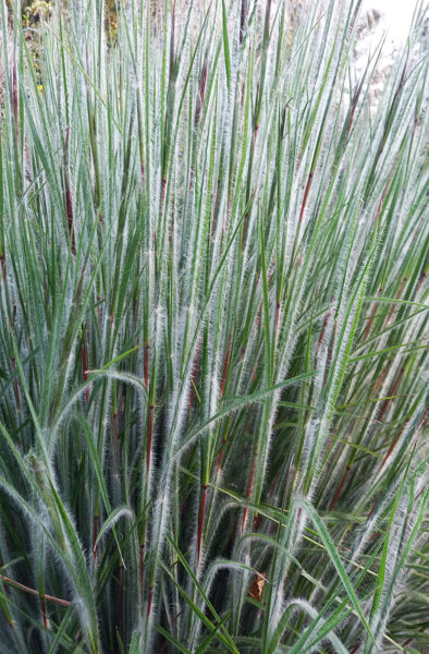 Barzdūnas kupstinis (Schizachyrium scoparium) 'Ha Ha Tonka'