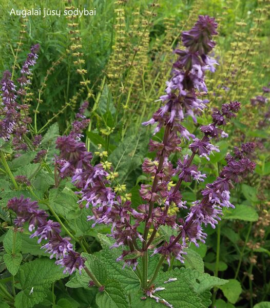 Mentūrinis šalavijas (Salvia verticillata) 'Hannay's Blue'