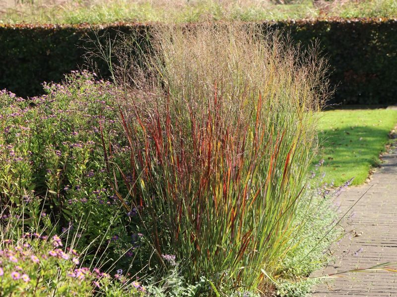 Rykštėtoji sora  (Panicum virgatum) ‘Hanse Herms'