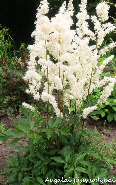 Astilbė (astilbe) 'Happy Spirit'
