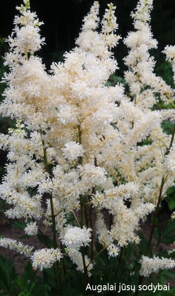 Astilbė (astilbe) 'Happy Spirit'