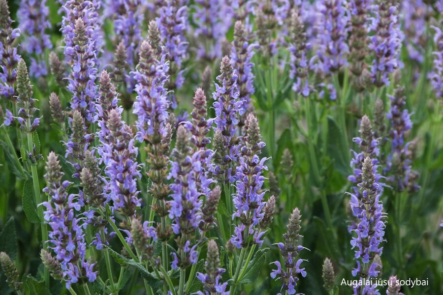 Gojinis šalavijas (Salvia nemorosa) 'Heaven in Blue'