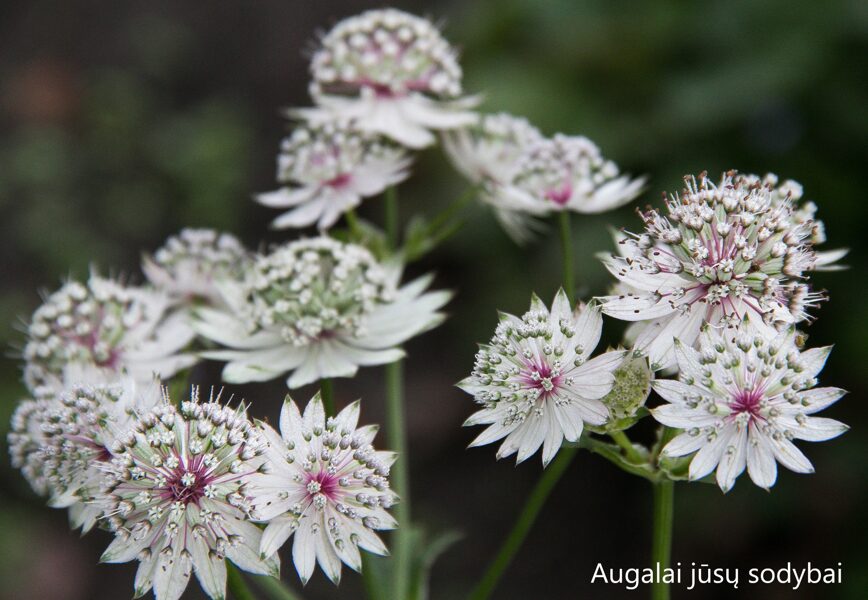 Astrancija didžioji (Astrantia major) 'Helen'