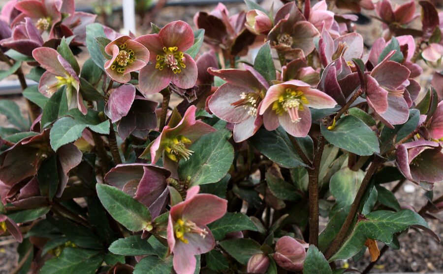 Eleboras (Helleborus) 'HGC ® Merlin'