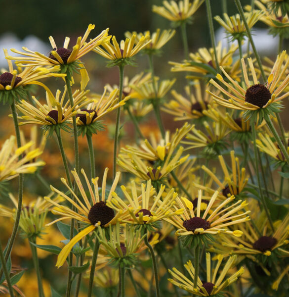 Rudbekija (Rudbecia subtomentosa) 'Henry Eilers'