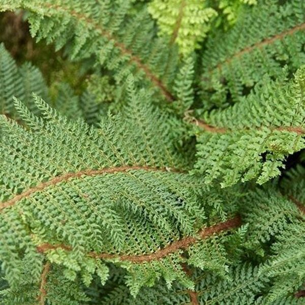 Šeriuotasis spyglainis (Polystichum setiferum) 'Herrenhausen'