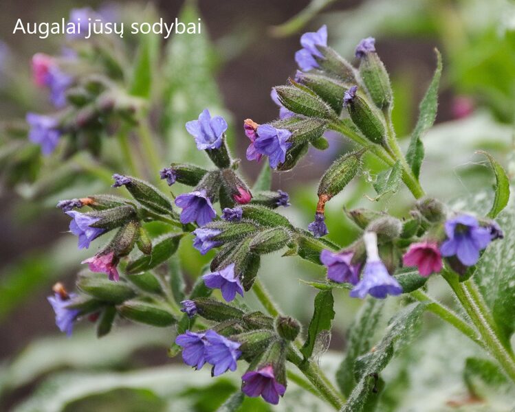 Plautė (Pulmonaria) 'High Contrast'