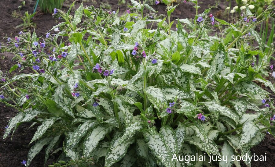 Plautė (Pulmonaria) 'High Contrast'