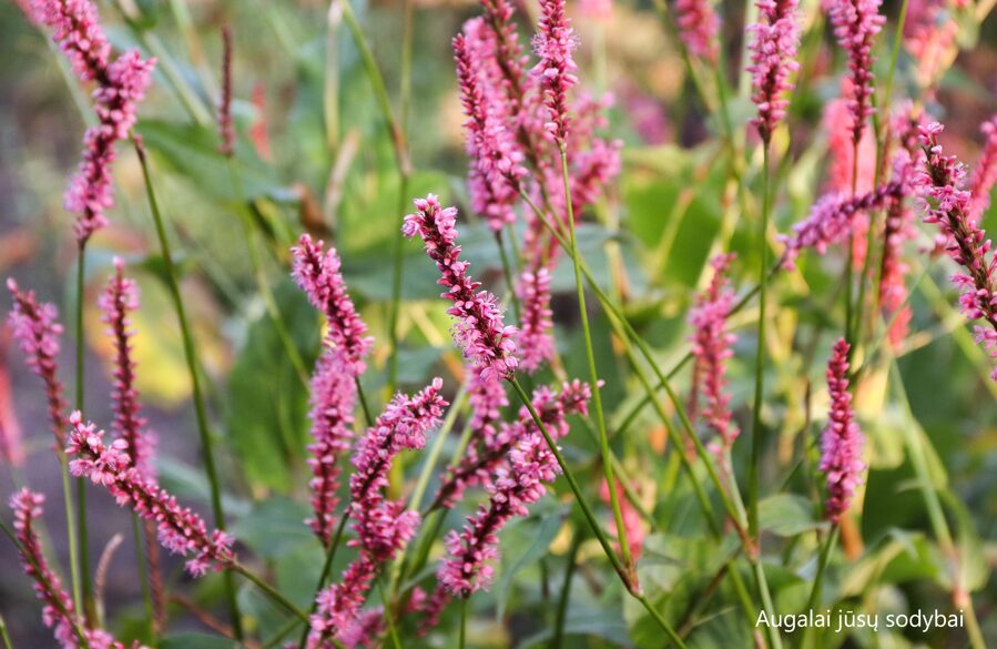 Rūgtis (Persicaria amplexicaulis) 'High Society'