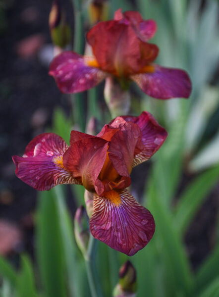 Vilkdalgis (Iris) 'Hot News'