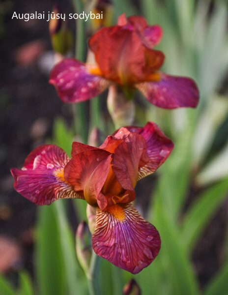 Vilkdalgis (Iris) 'Hot News'