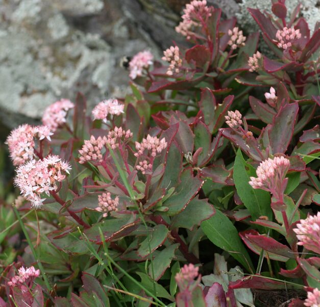 Šilokas (Sedum telephioides)