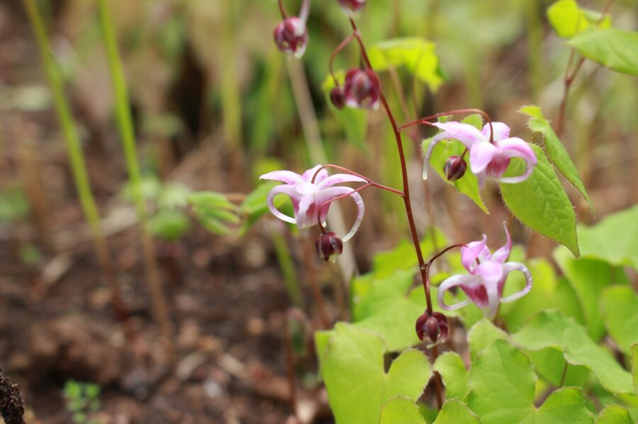 Epimedis (Epimedium) 'Sakura Maru'