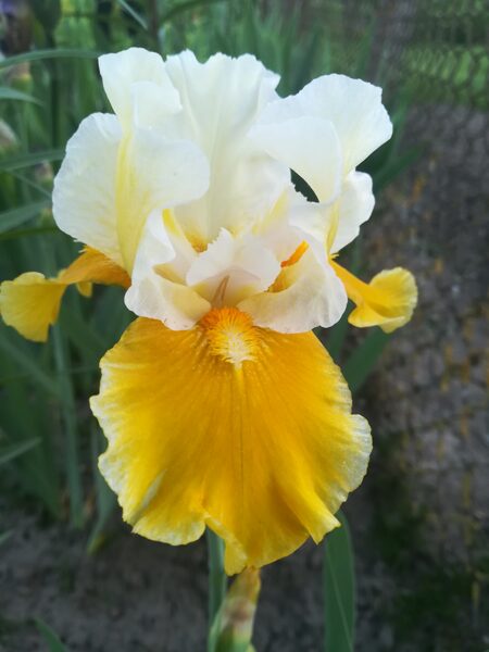 Vilkdalgis (Iris) 'Protocol'