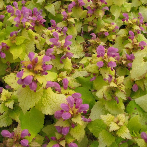 Notrelė (Lamium maculatum) 'Aureum'