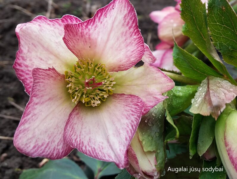 Eleboras (Helleborus) 'HGC ® Ice  N' Roses Picotee'