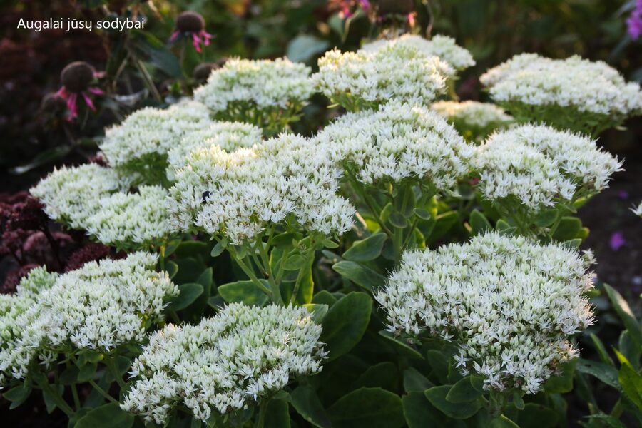 Šilokas (Sedum spectabile) 'Iceberg'