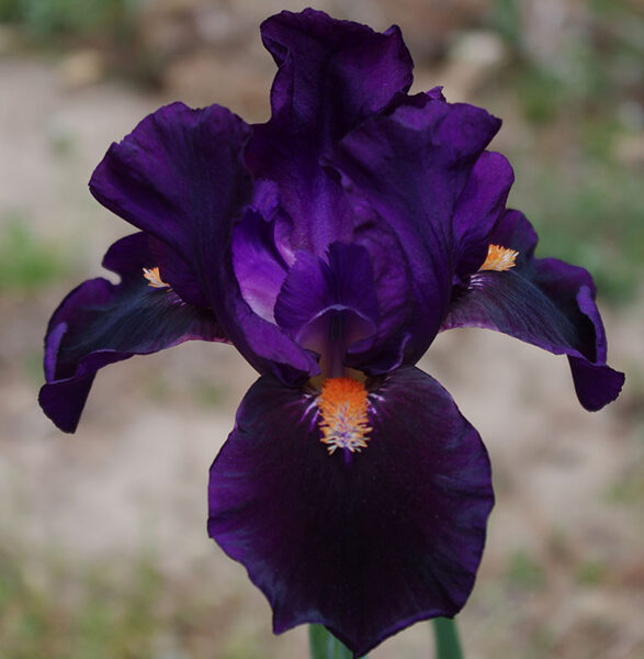 Vilkdalgis (Iris) 'Imperative'