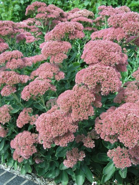 Šilokas (Sedum) 'Indian Chief'