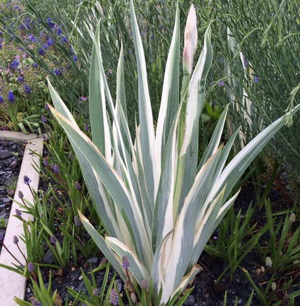 Vilkdalgis (Iris pallida) 'Argentea Variegata'