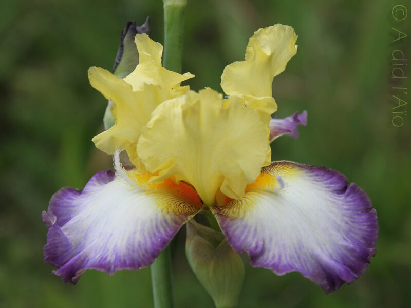 Vilkdalgis (Iris) 'Echassier'