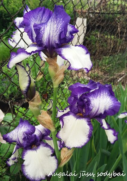 Vilkdalgis (Iris) 'Izmoroz'