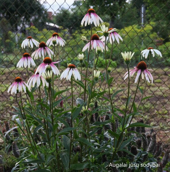 Ežiuolė rausvažiedė (Echinacea) 'Pretty Parasols', sin. JS 'Engeltje'