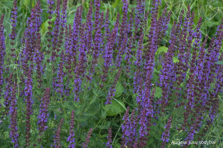 Gojinis šalavijas (Salvia nemorosa) 'Jan Spruyt'