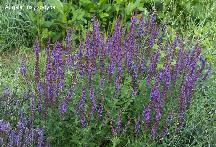 Gojinis šalavijas (Salvia nemorosa) 'Jan Spruyt'