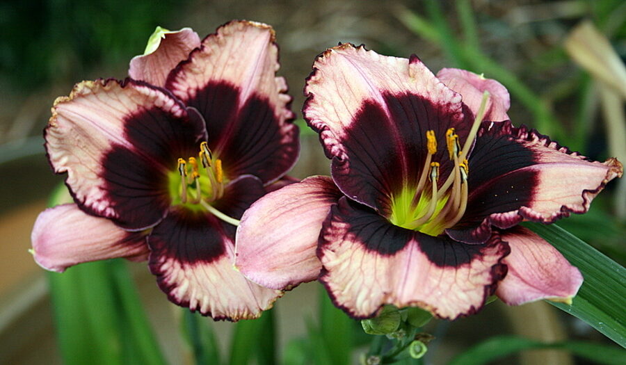 Viendienė (Hemerocallis) 'Jane Trimmer'