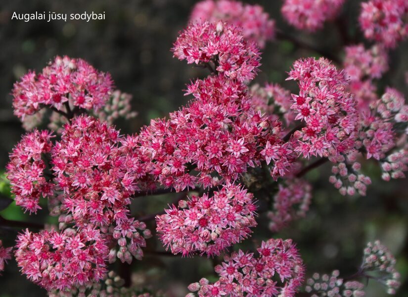 Didysis šilokas (Sedum telephium) 'Jennifer'