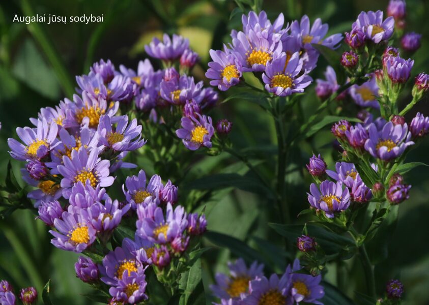 Astras (Aster tataricus) 'Jindai'