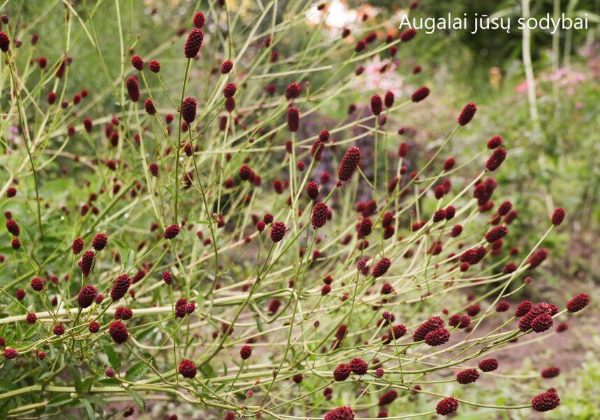 Kraujalakė (Sanguisorba) 'Joni'