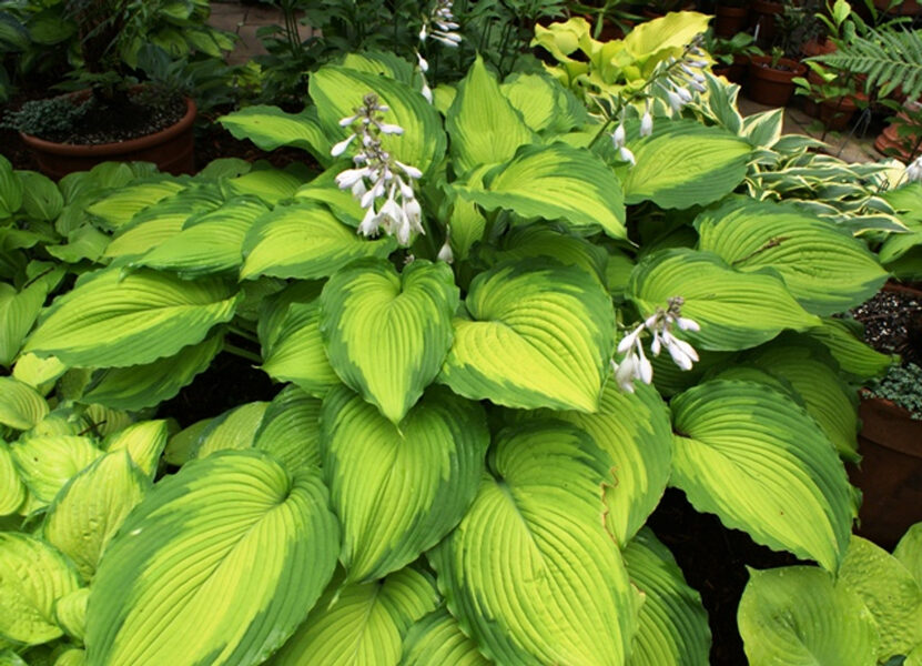 Melsvė (Hosta) 'Journey's End'