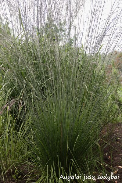 Melsvoji melvenė (Molinia caerulea) ‘JS Aha-Erlebnis’