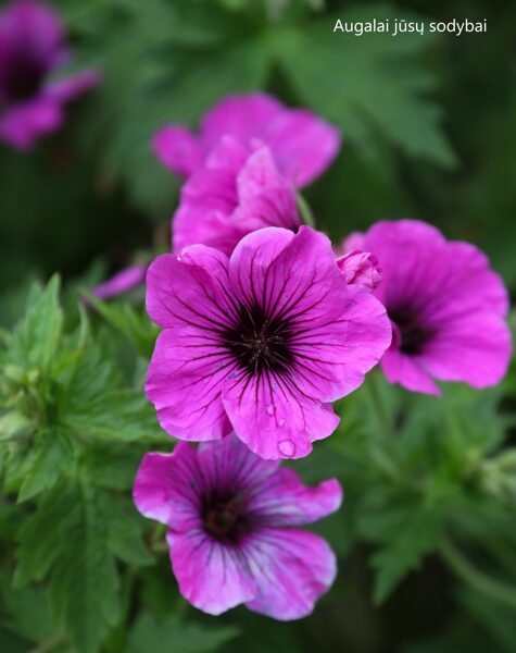 Snaputis ('Geranium psilostemon) 'JS Matu Vu'
