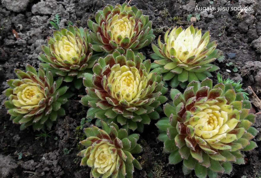 Šilropė (Sempervivum) 'Jubilee Tricolor'