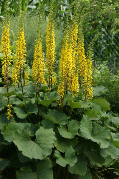 Gaurė (Ligularia) ‚Zepter‘