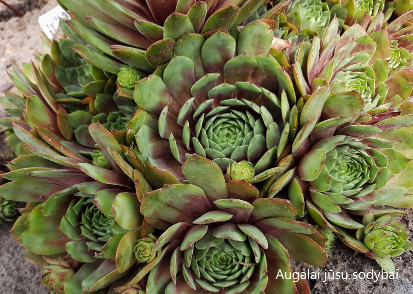 Šilropė (Sempervivum) 'Jungle Fire'