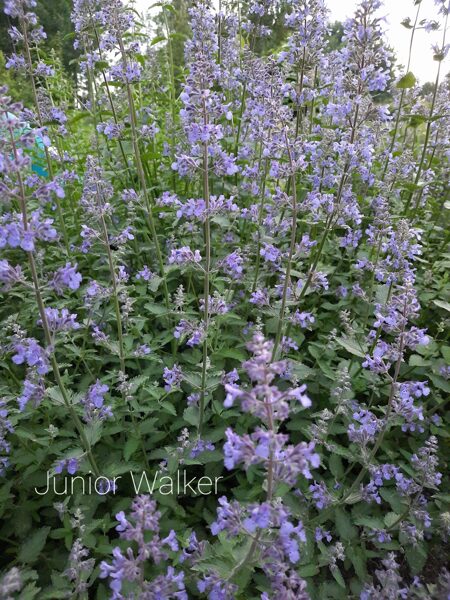 Faseno katžolė (Nepeta faassenii) 'Junior Walker'