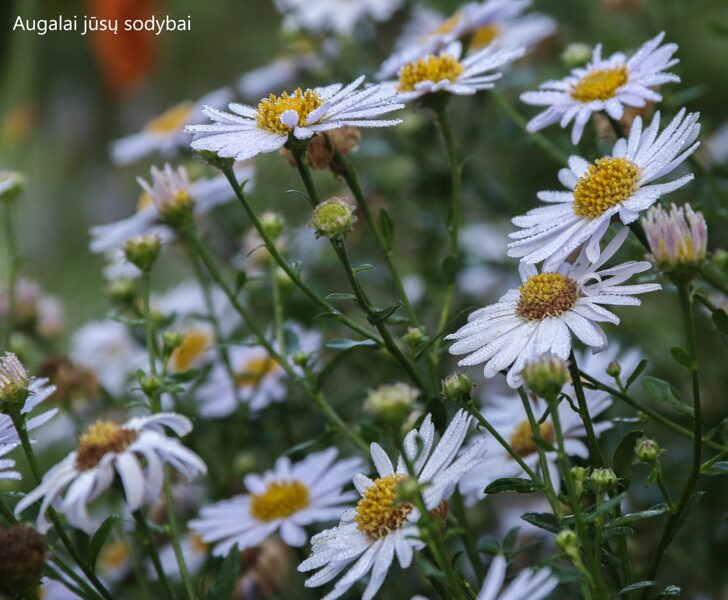 Kalimeris (Kalimeris incisa) 'Madiva'