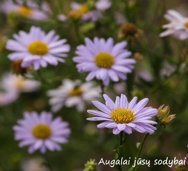 Kalimeris (Kalimeris incisa) 'Blue Star'