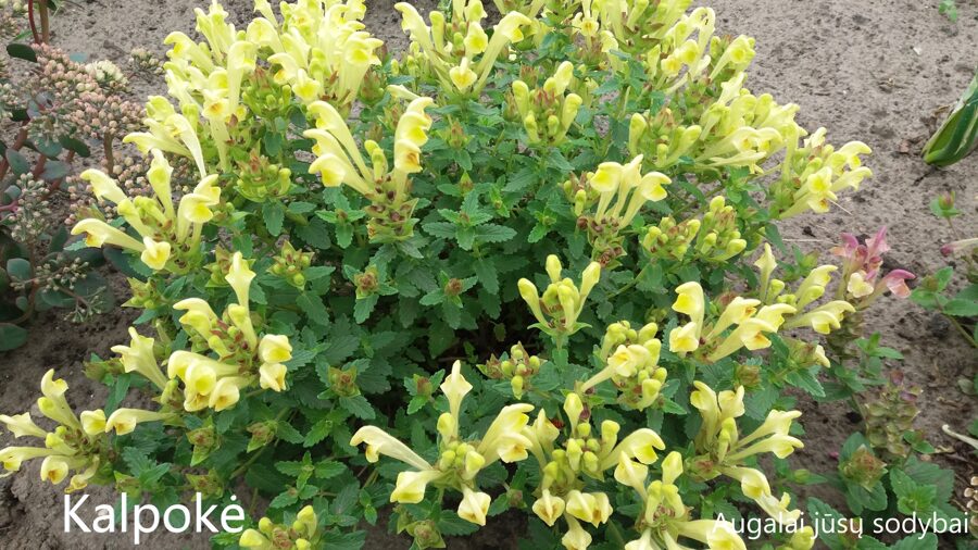 Kalpokė (Scutellaria alpina) 'Moonbeam'