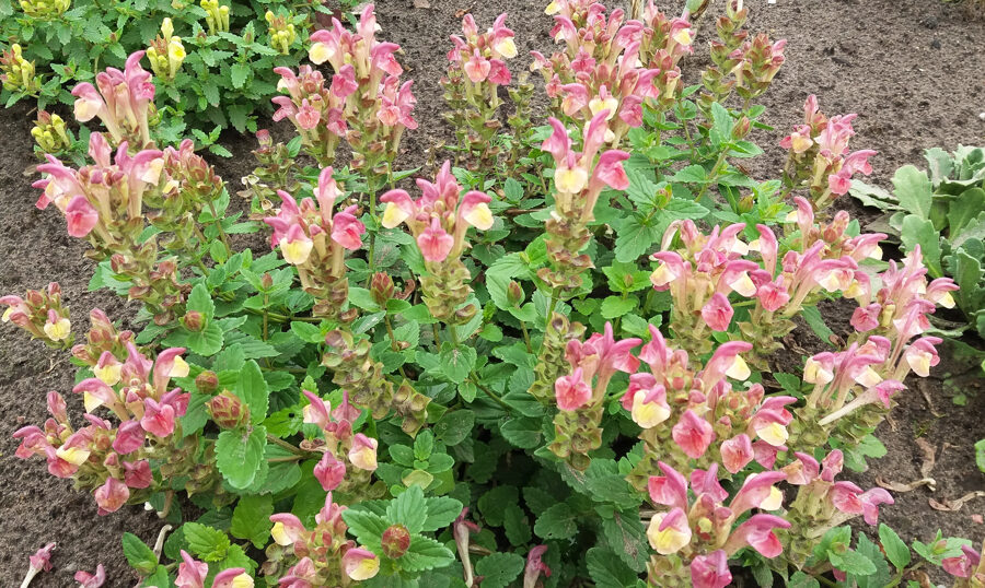 Kalpokė (Scutellaria hybrida) 'Evita'