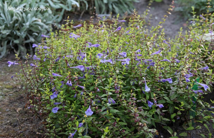 Kalpokė (Scutellaria scordifolia)