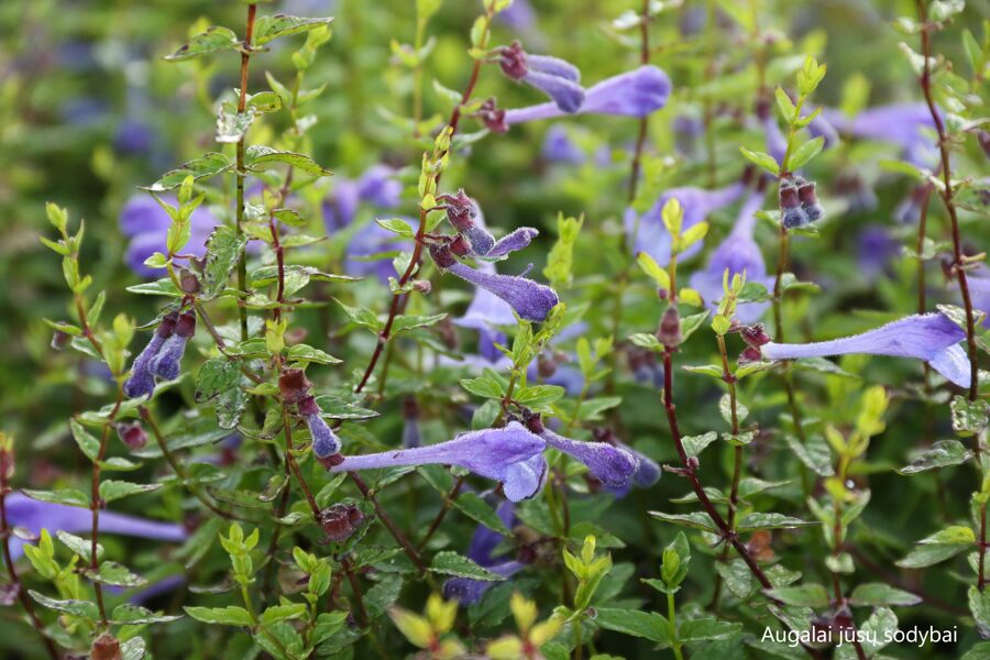 Kalpokė (Scutellaria scordifolia)