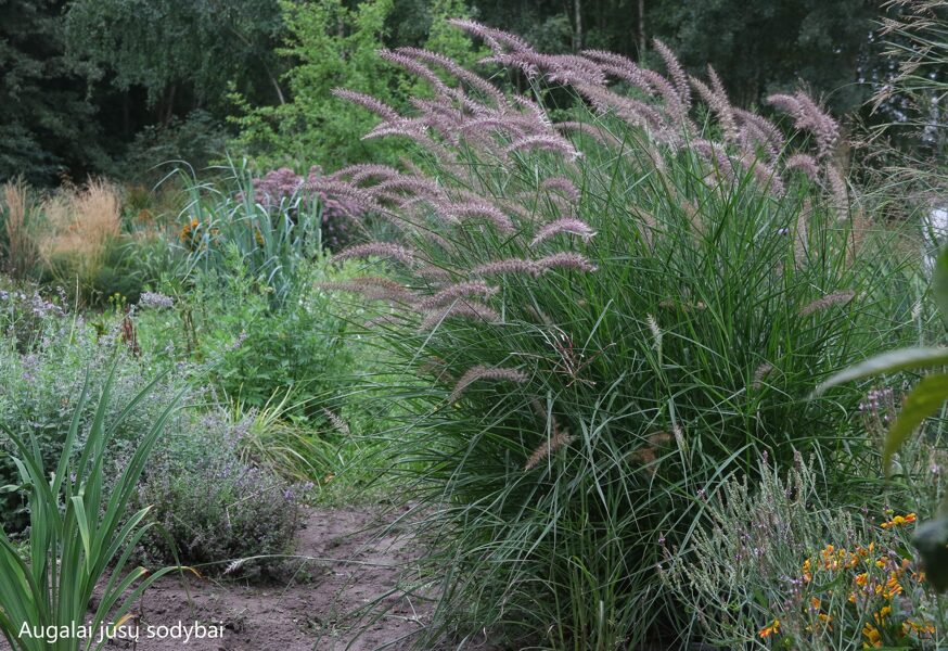 Soruolė (Pennisetum orientale) 'Karley  Rose'
