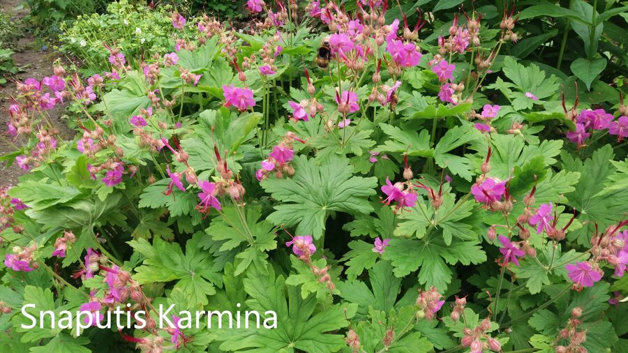 Snaputis (Geranium x cantabrigiense) 'Karmina'