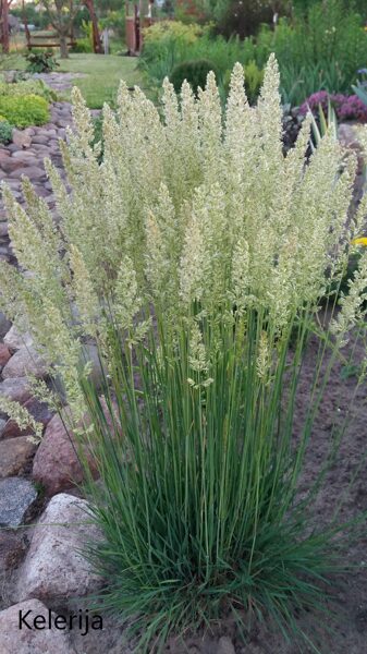 Melsvoji kelerija (Koeleria glauca)
