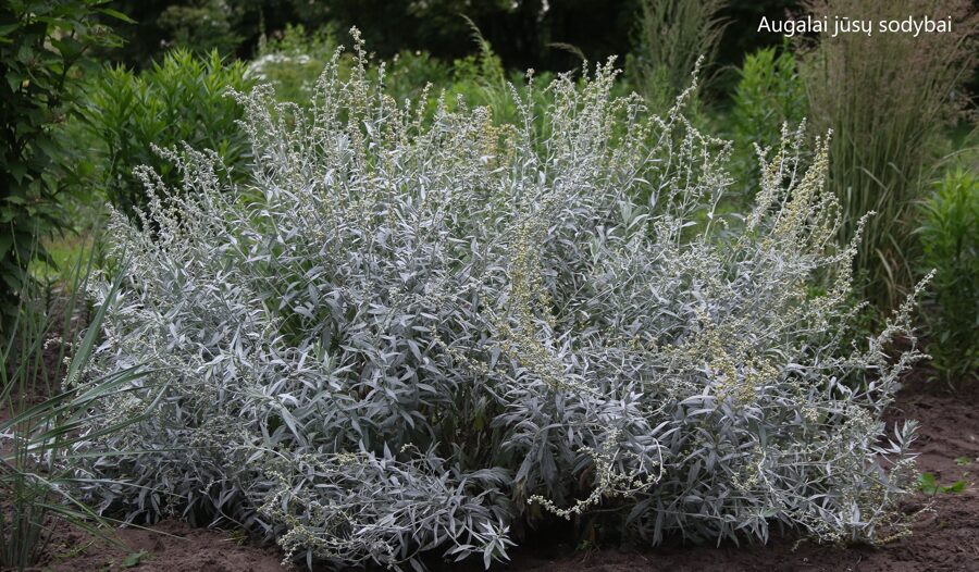 Kietis baltasis  (Artemisia ludoviciana) 'Valerie Finnis'